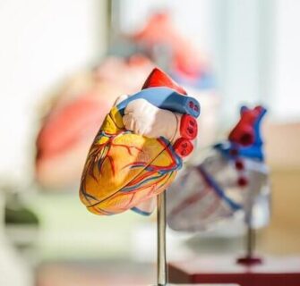 O coração é o órgão responsável por bombear sangue para todo o corpo. Para isso, os movimentos de sístole e diástole, dois momentos primordiais no ciclo cardíaco, realizam, respectivamente: